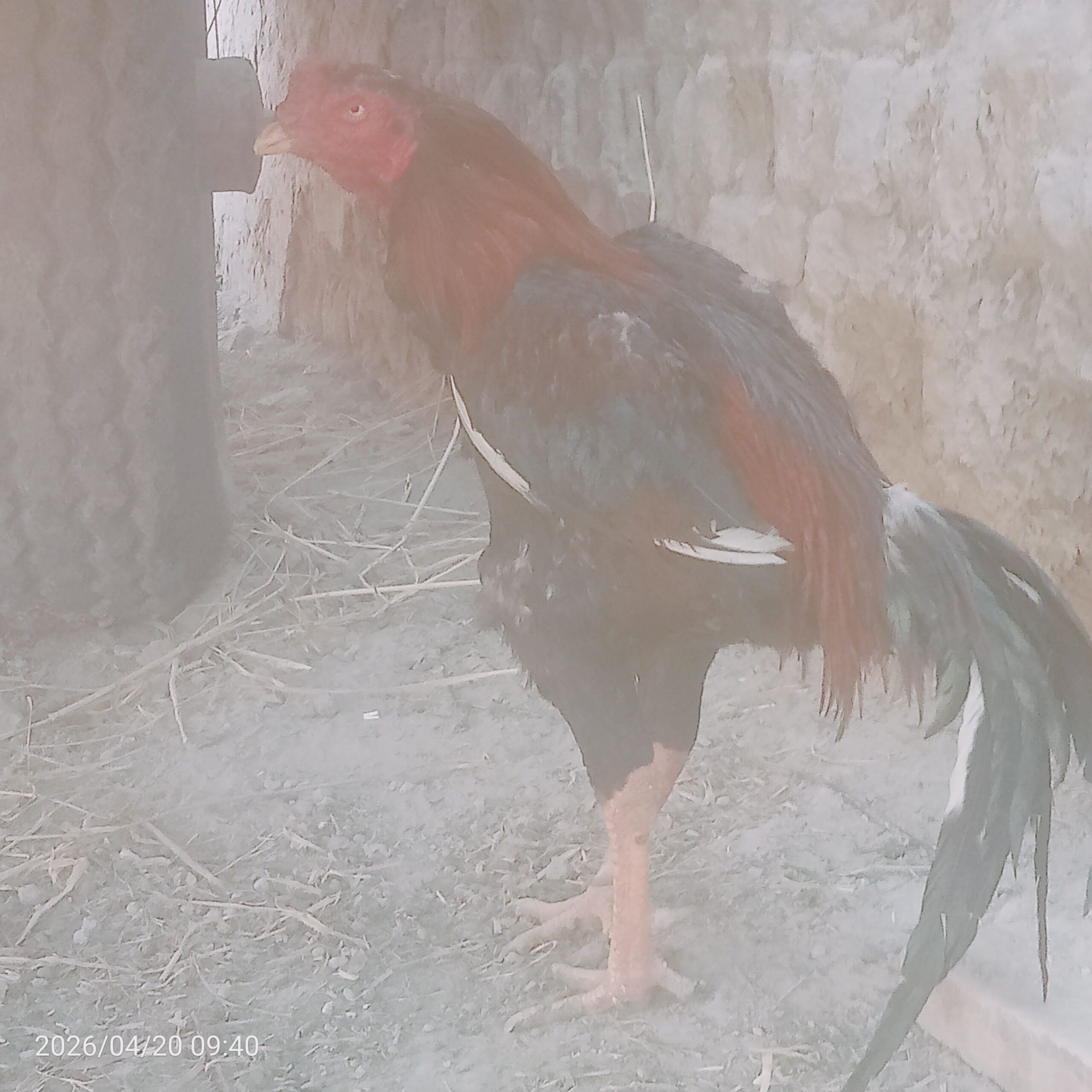 پیور پاکستانی بریڈ