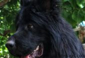 Black German Shepherd | German shepherd Female | Female Adult German Shepherd For Sale
