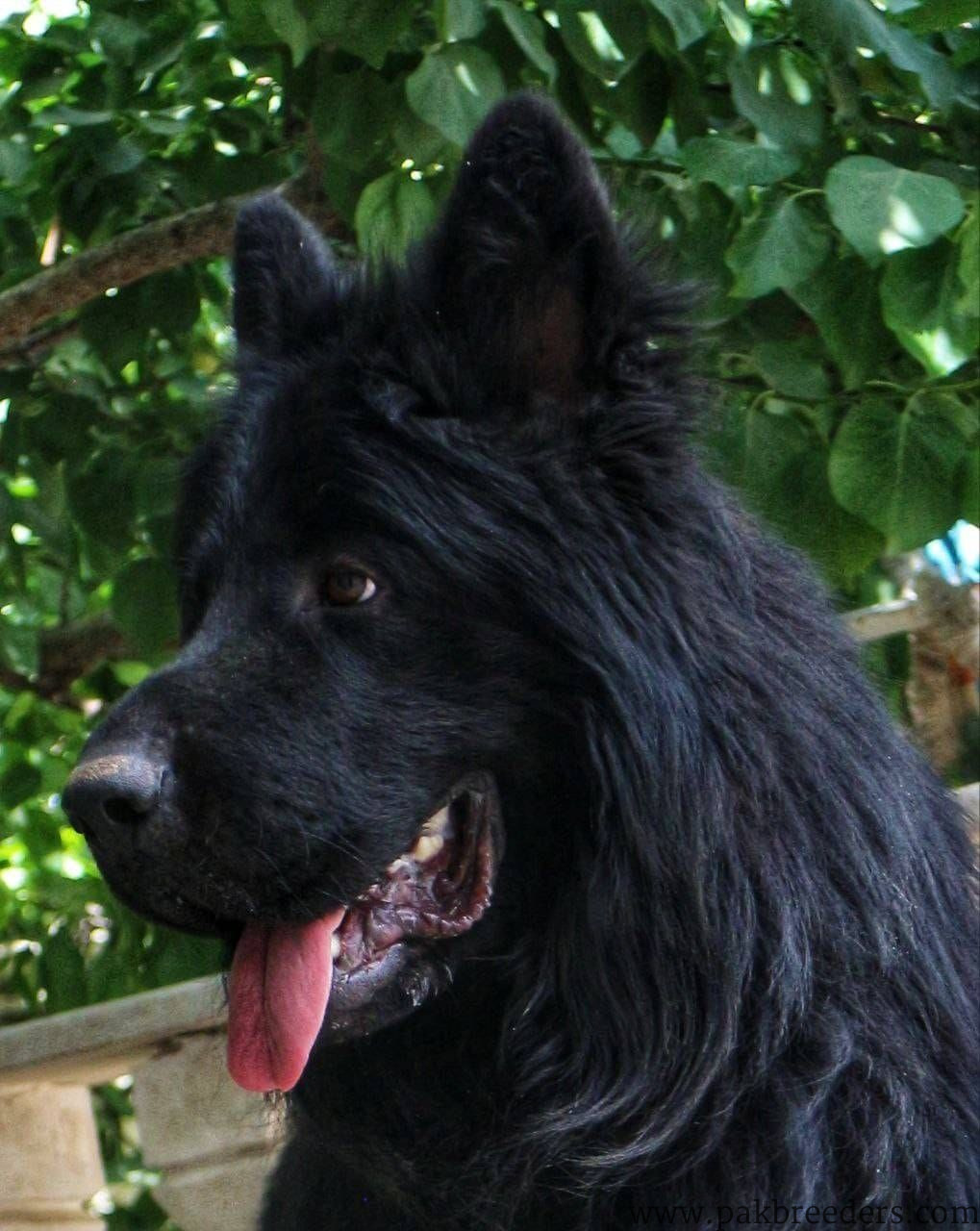 Black German Shepherd | German shepherd Female | Female Adult German Shepherd For Sale