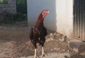 Aseel miawali for sale in sialkot