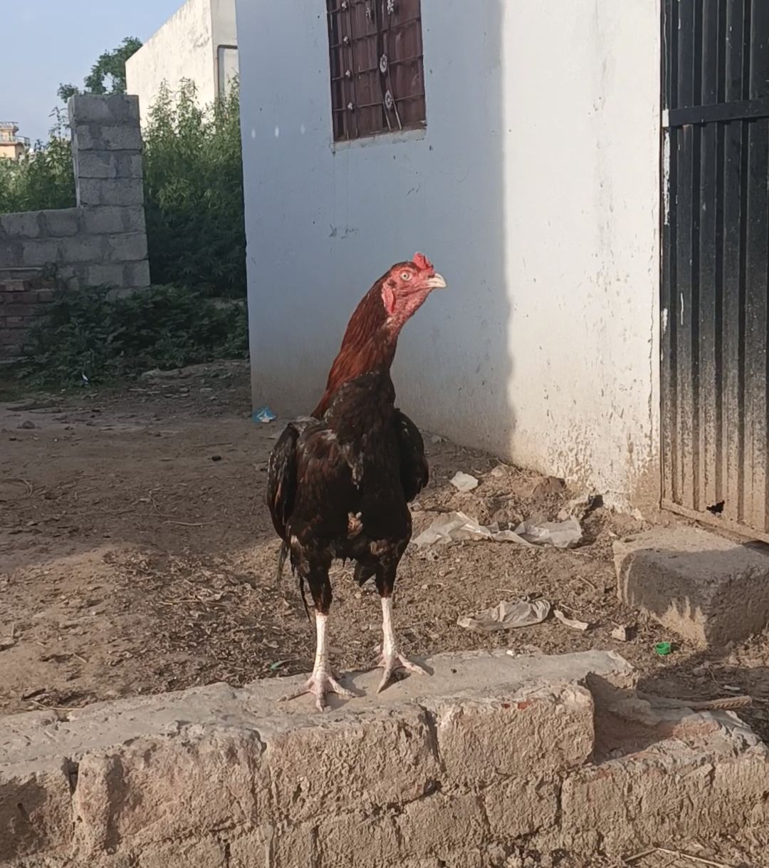 Aseel miawali for sale in sialkot