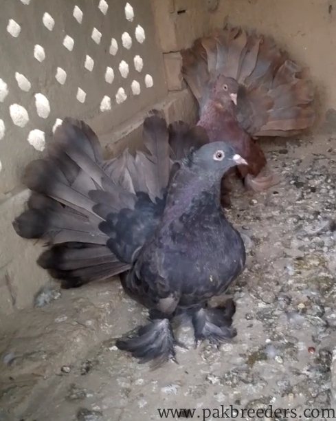 American pigeon pair for sale in vehari