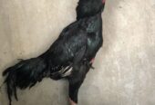 Thai aseel 3.3 kg pure black pure Thai pattha 9 month