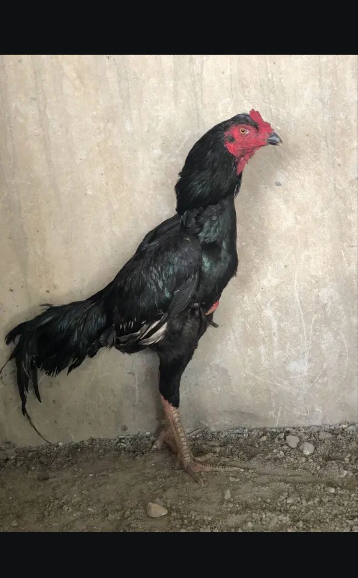 Thai aseel 3.3 kg pure black pure Thai pattha 9 month