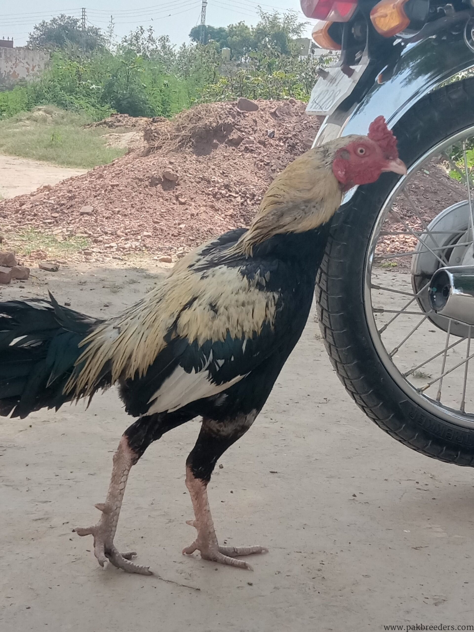 Jawa Aseel Male in chakwal