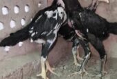 Shamo Chicks for sale in lahore