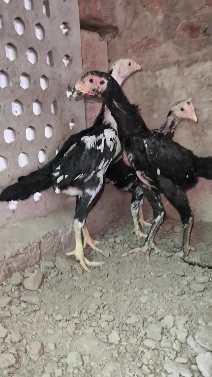 Shamo Chicks for sale in lahore