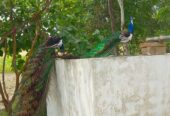 Peacock (moor) for sale total 4 piece