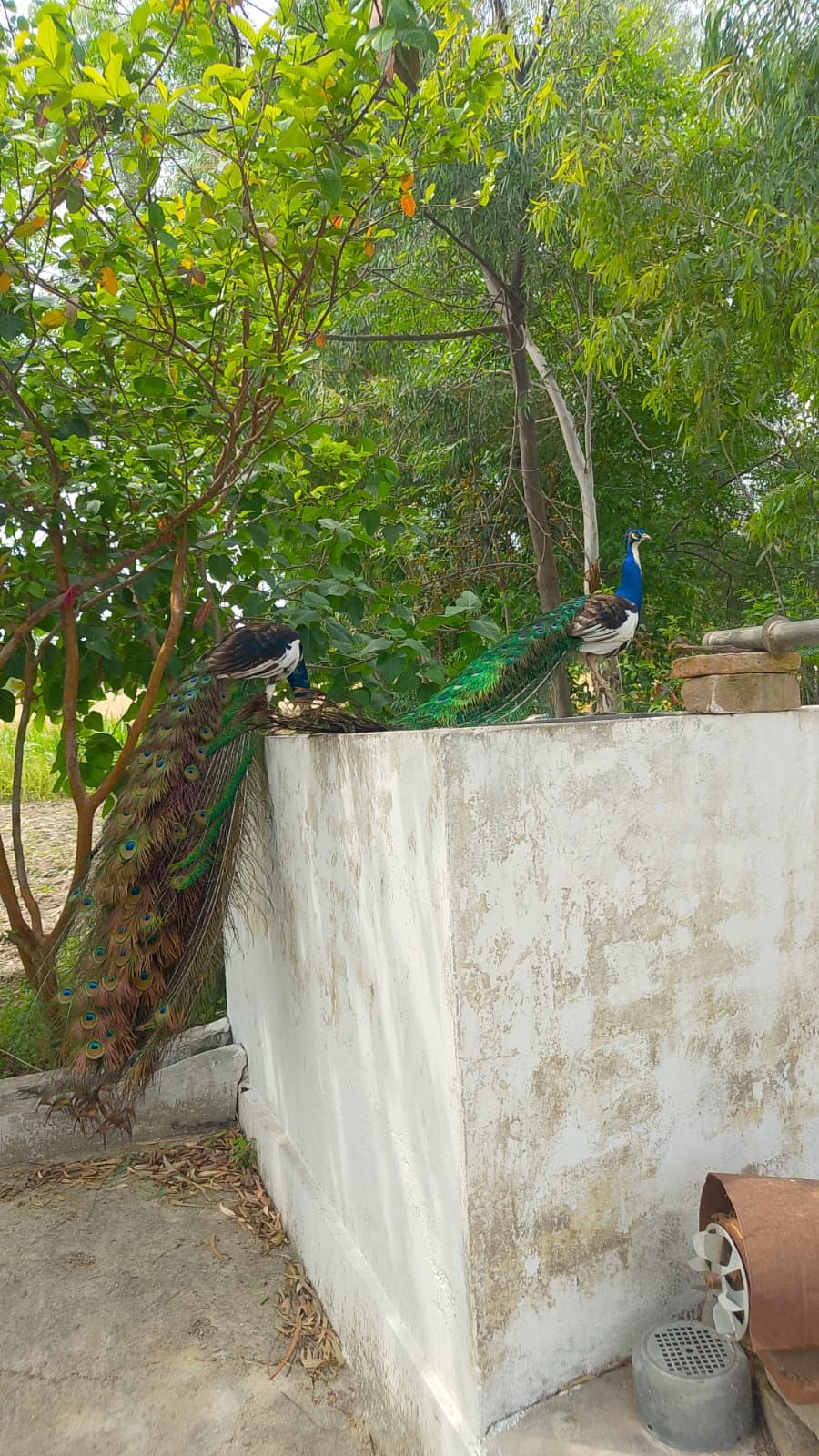 Peacock (moor) for sale total 4 piece