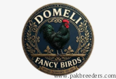 Australorp Heritage/Heritage Australorp/Fertail eggs & Chicks Available