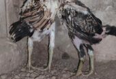 Aseel Chicks for sale in lahore