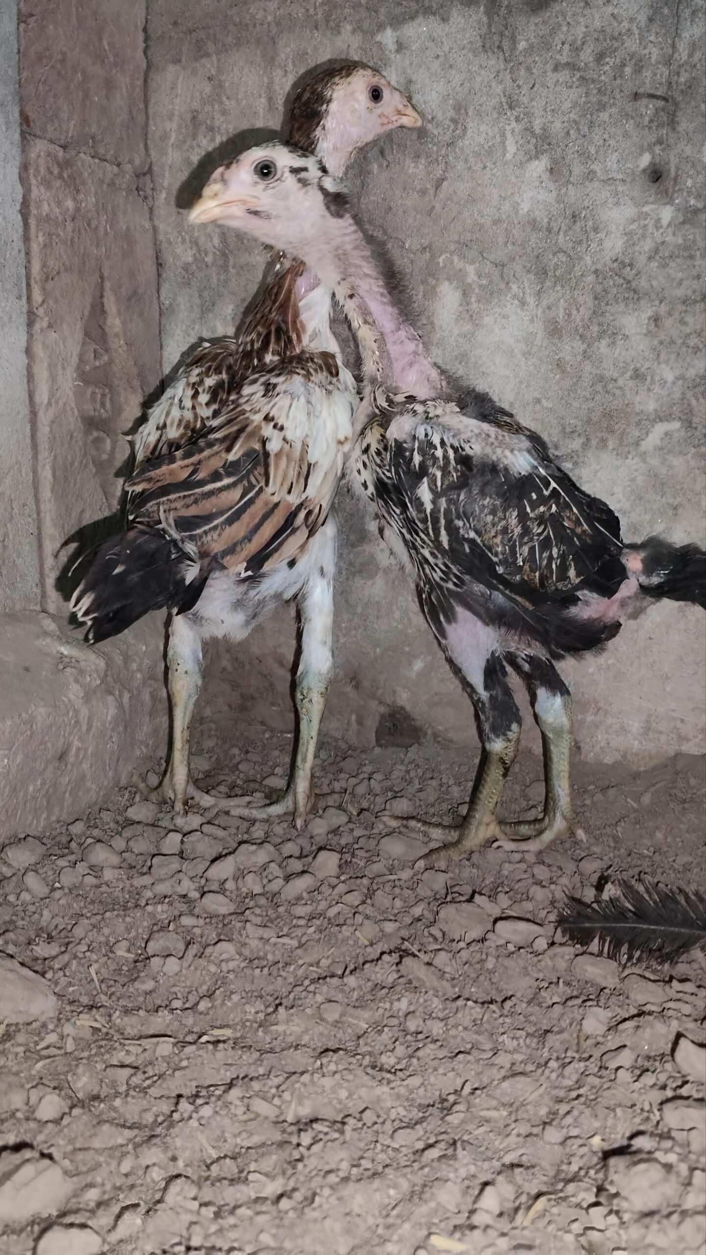 Aseel Chicks for sale in lahore
