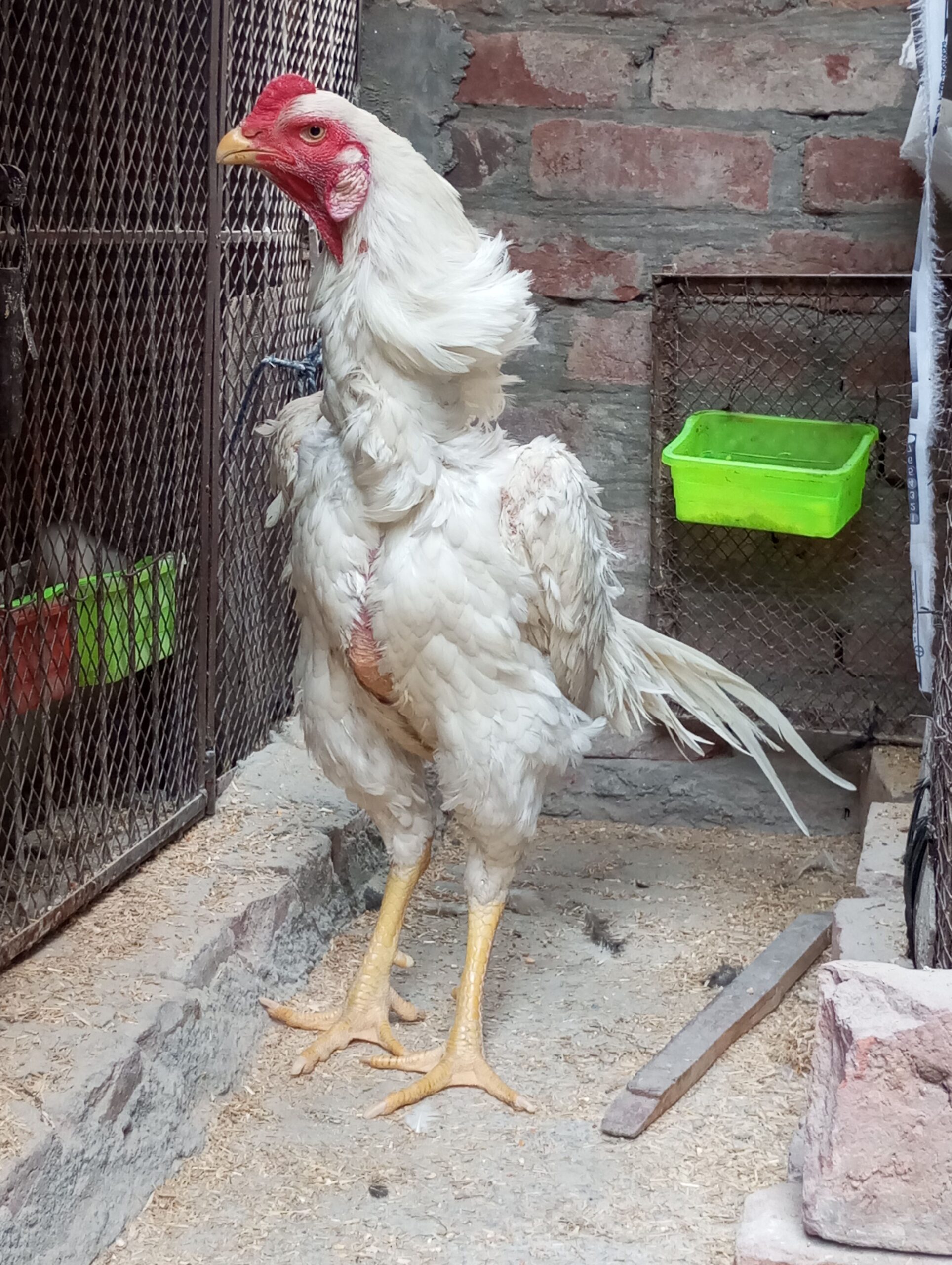 Aseel King size Shamo for sale in lahore