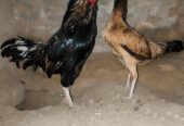 Amritsari amroha aseel for sale in Sargodha