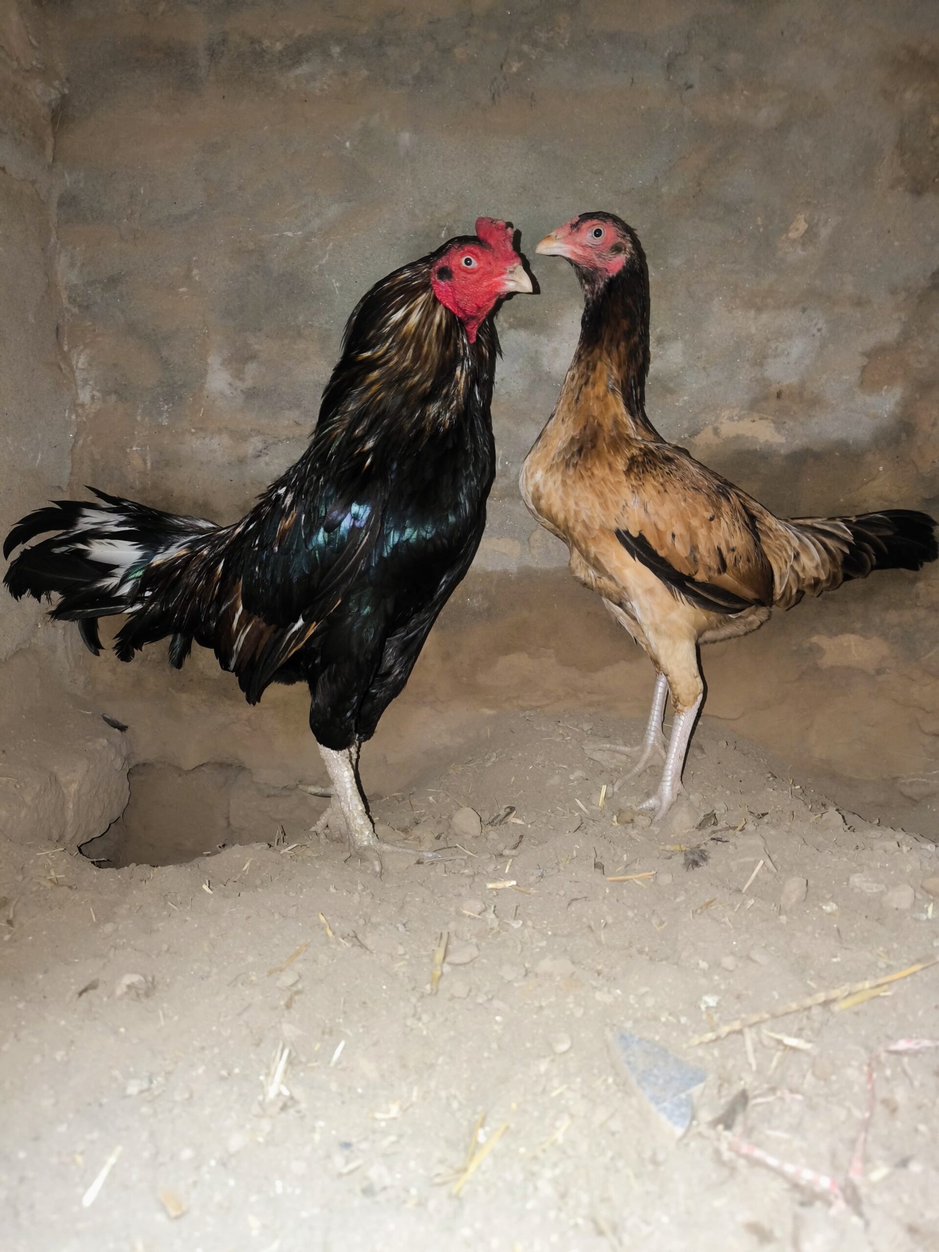 Amritsari amroha aseel for sale in Sargodha