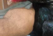 Amritsari amroha aseel for sale in Sargodha