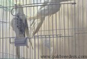 Talking Pair of Cocktails for sale in lahore