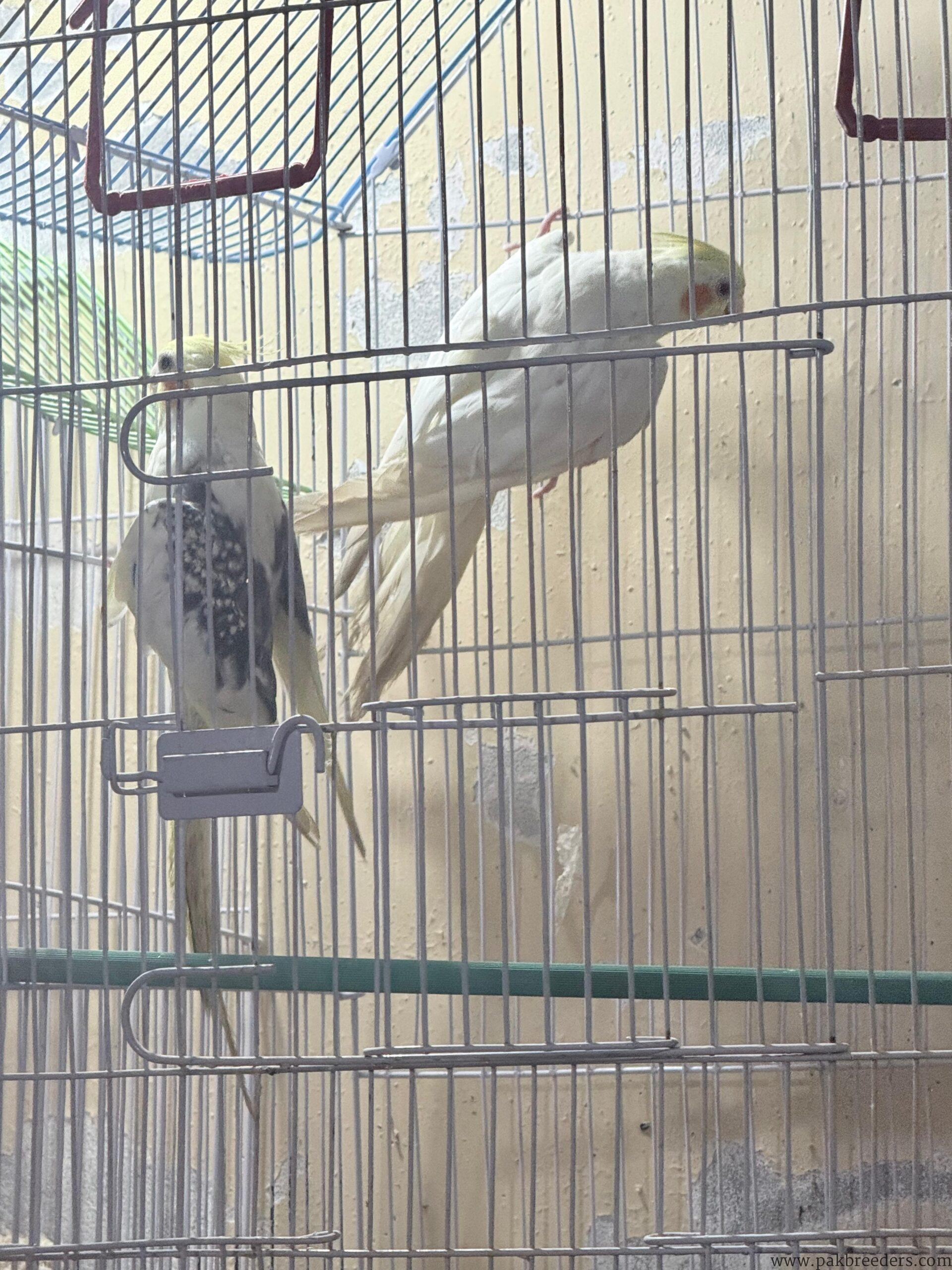 Talking Pair of Cocktails for sale in lahore