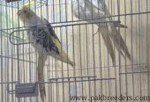 Talking Pair of Cocktails for sale in lahore