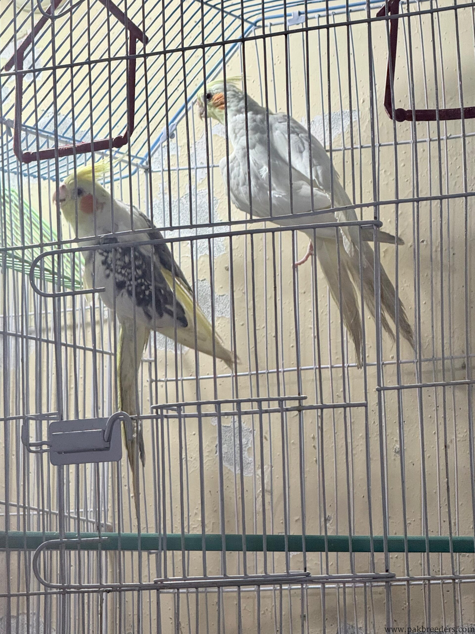 Talking Pair of Cocktails for sale in lahore