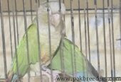 Pine Apple Conures for sale in lahore