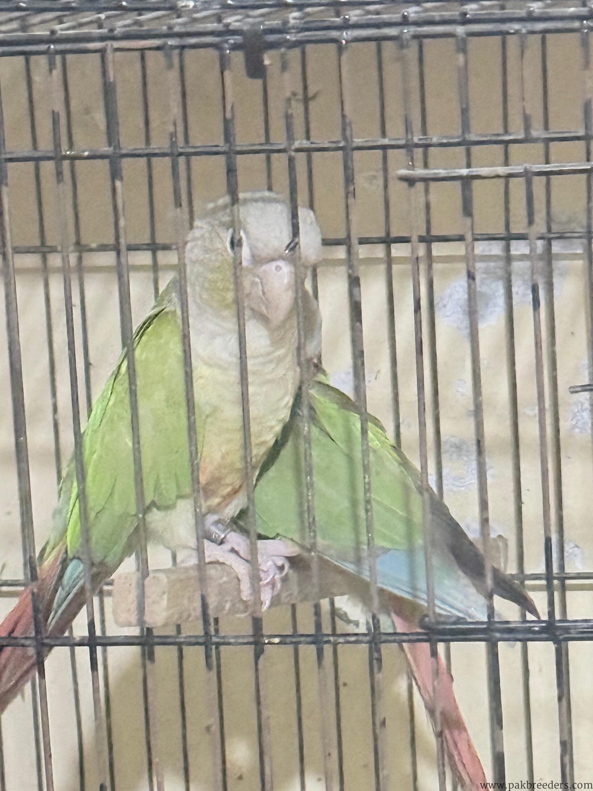 Pine Apple Conures for sale in lahore