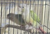 Pine Apple Conures for sale in lahore