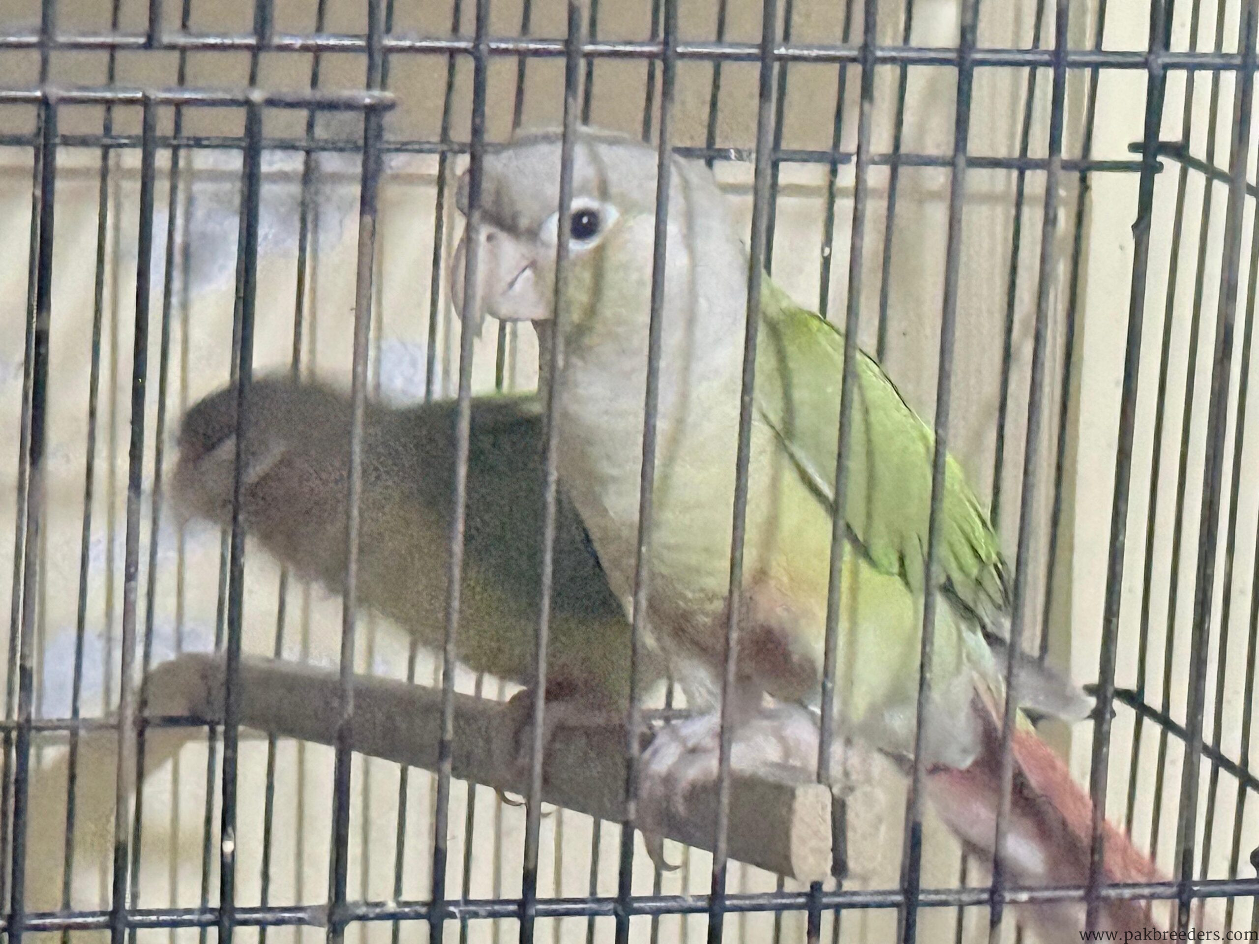 Pine Apple Conures for sale in lahore