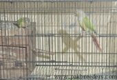 Pine Apple Conures for sale in lahore
