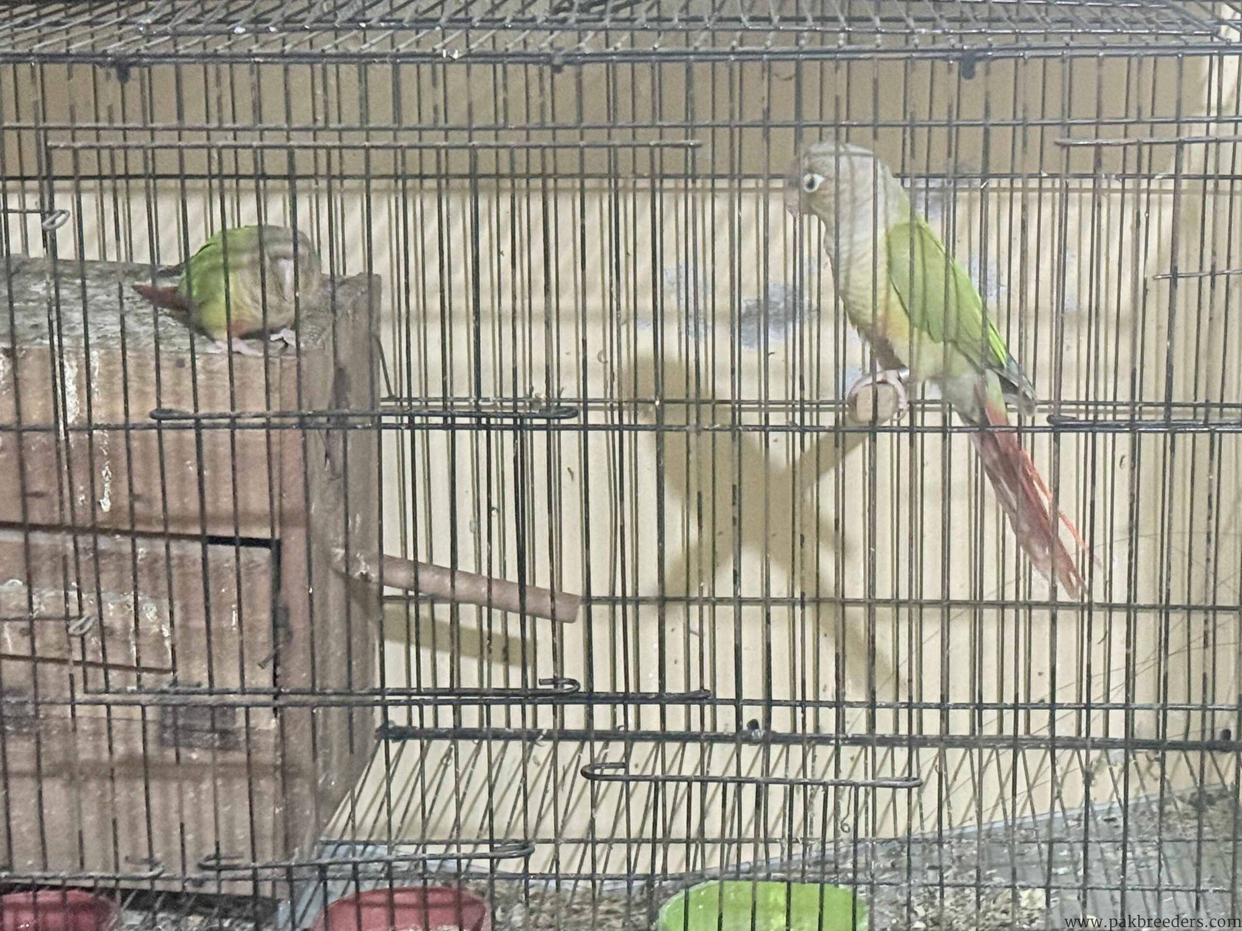 Pine Apple Conures for sale in lahore