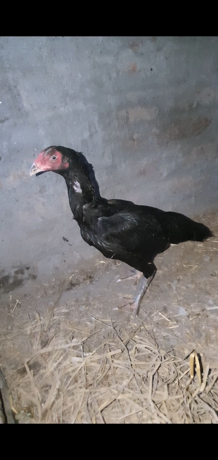 Aseel murgi for sale in Faisalabad