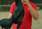 Shamo Chicks for sale in lahore