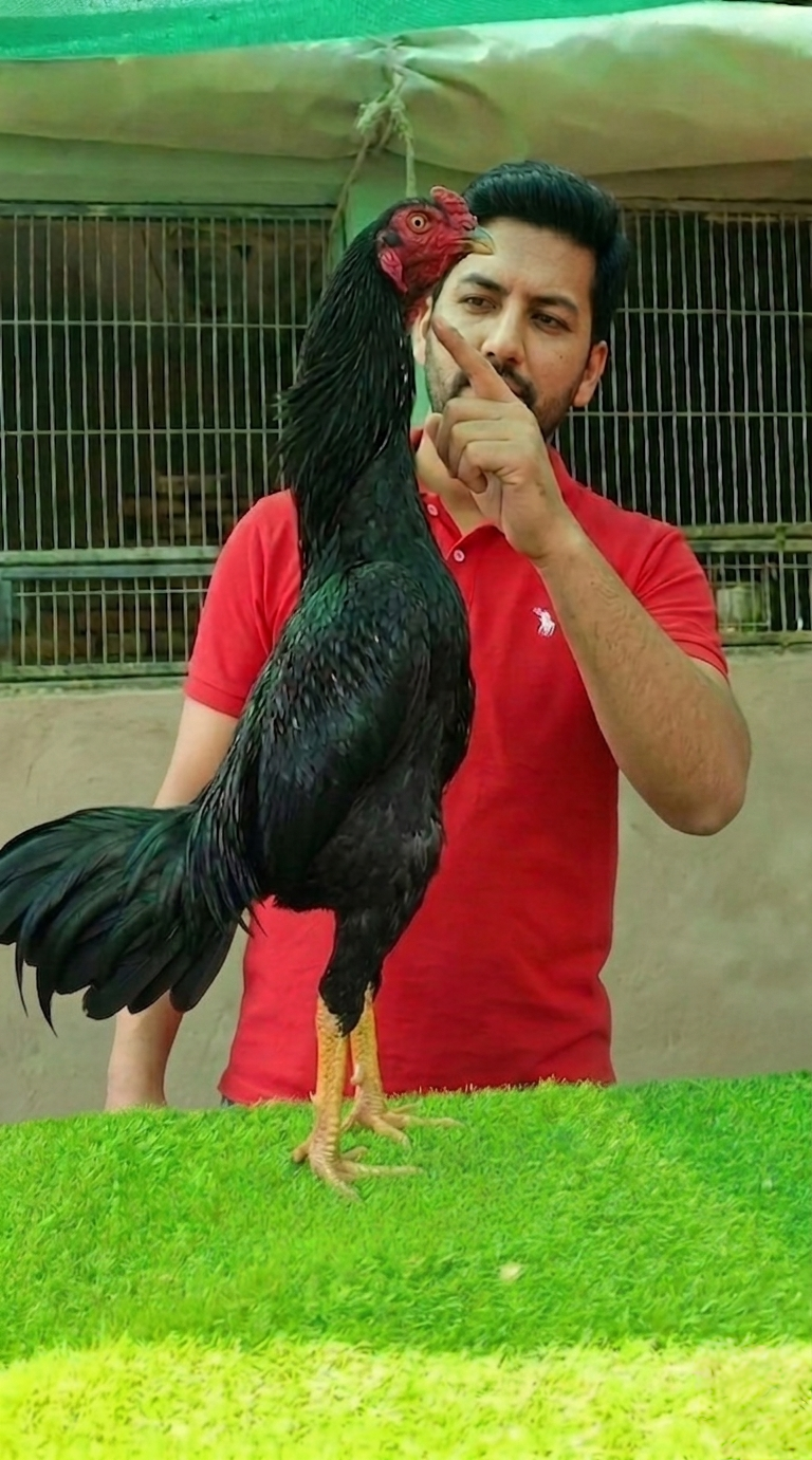 Shamo Chicks for sale in lahore