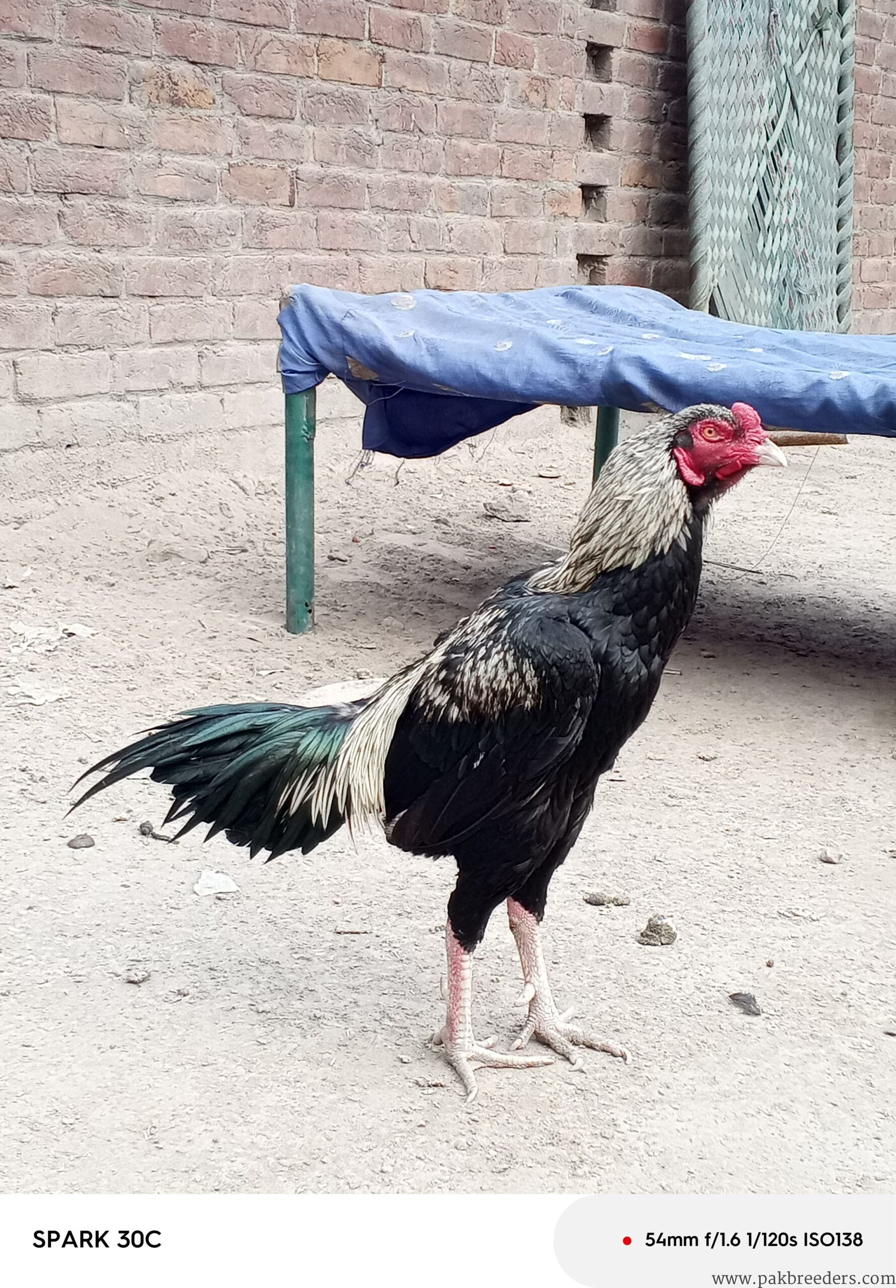Aseel hen for sale