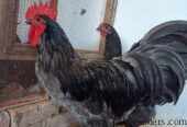 Australorp Heritage/Heritage Australorp/Fertail eggs & Chicks Available
