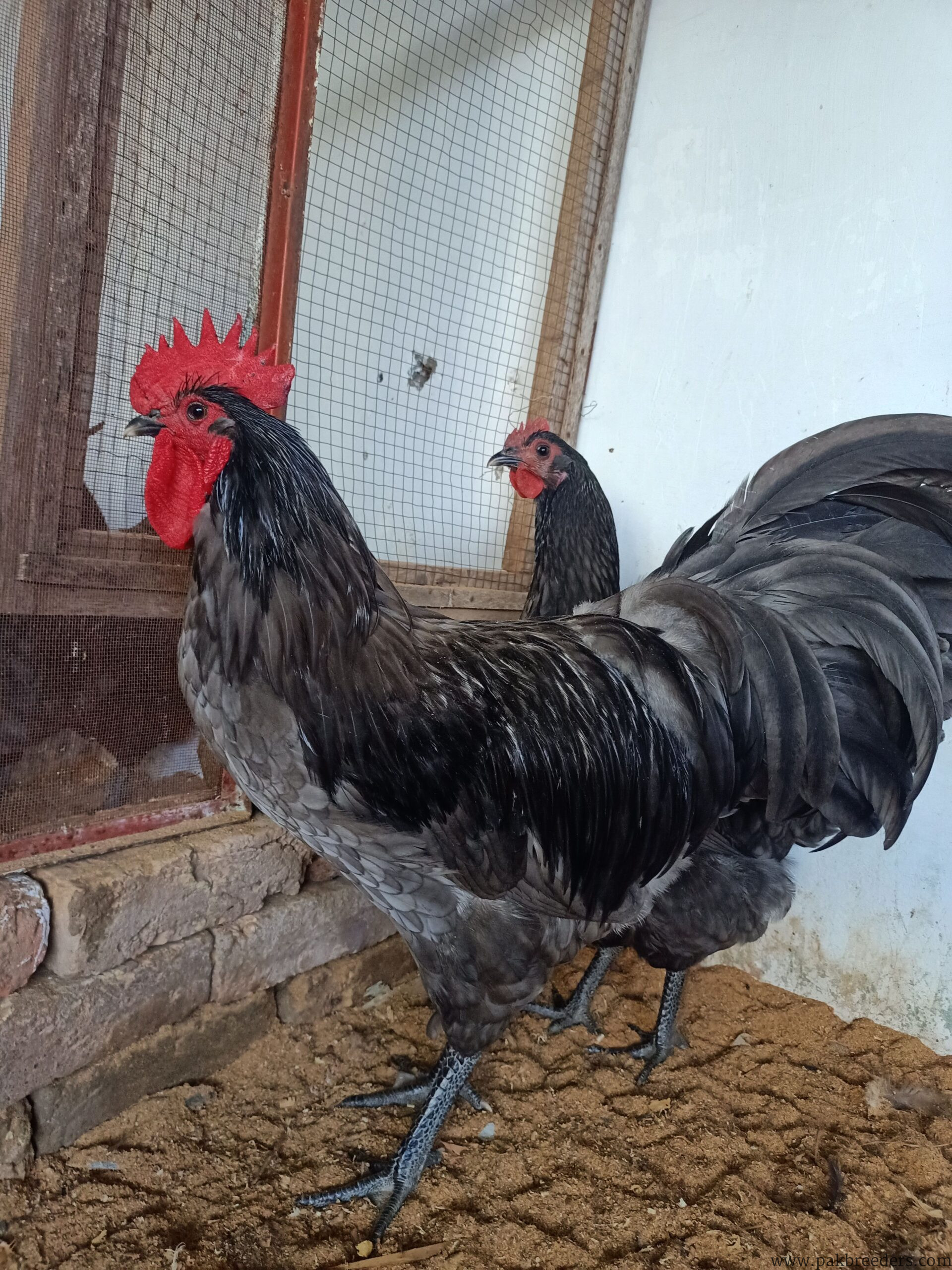 Australorp Heritage/Heritage Australorp/Fertail eggs & Chicks Available