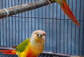 Pineapple Conure Pair for sale in Hyderabad High Quality
