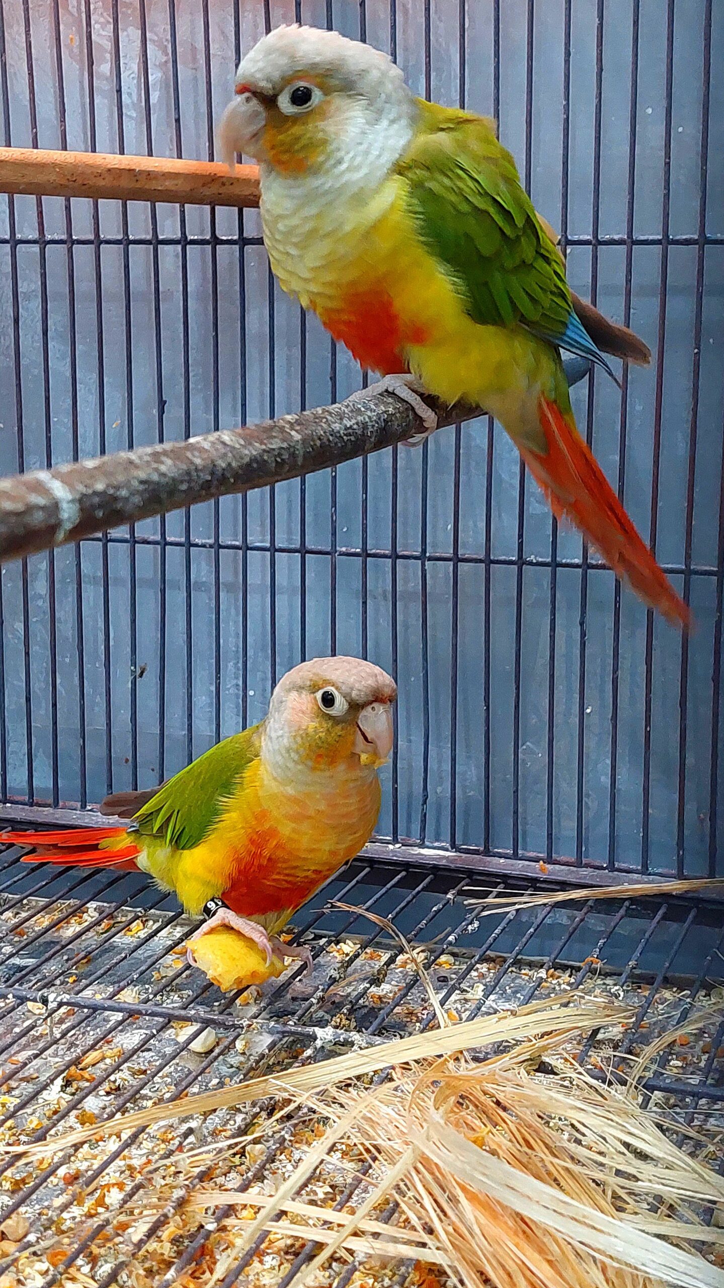 Pineapple Conure Pair for sale in Hyderabad High Quality