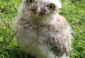 Baby owl for sale in lahore