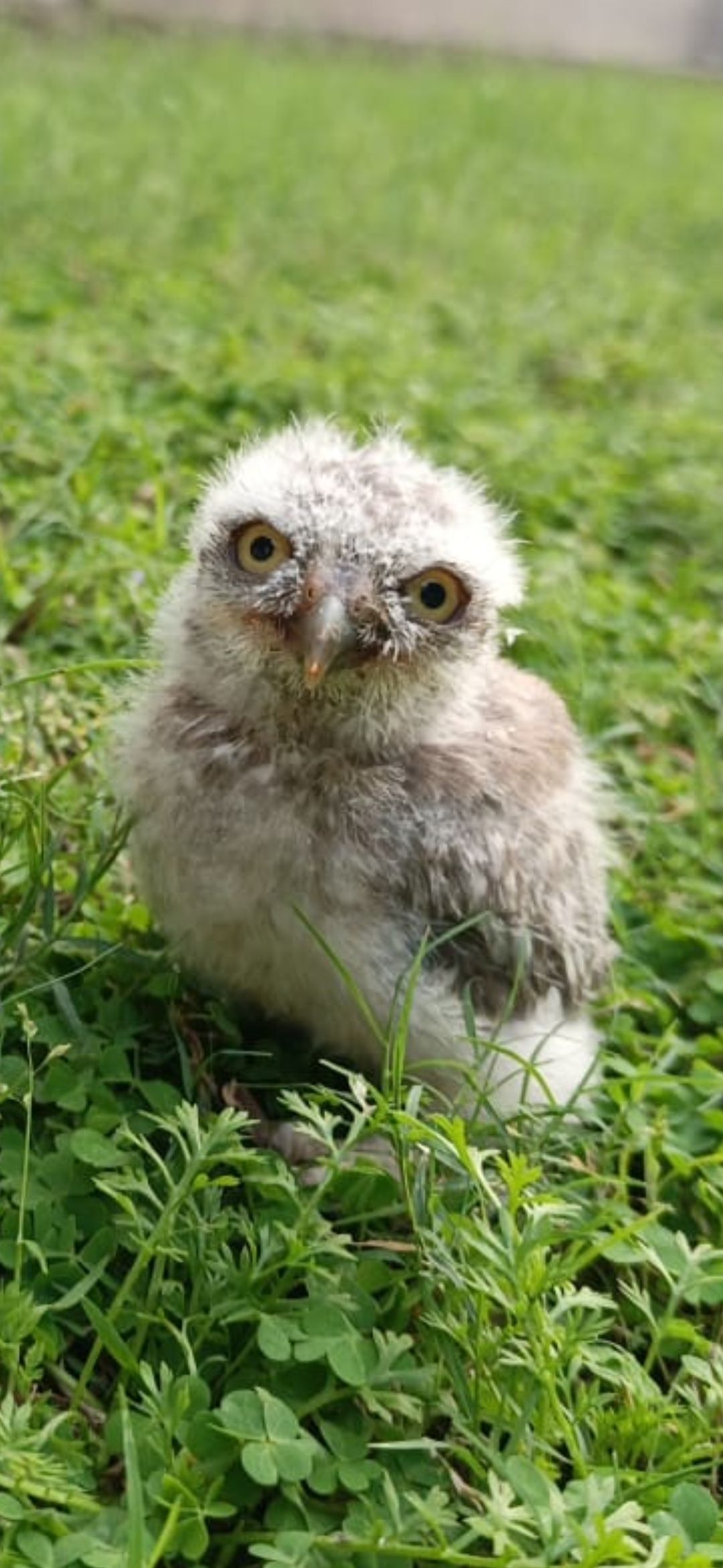 Baby owl for sale in lahore