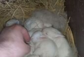 Newzeland White bunnies
