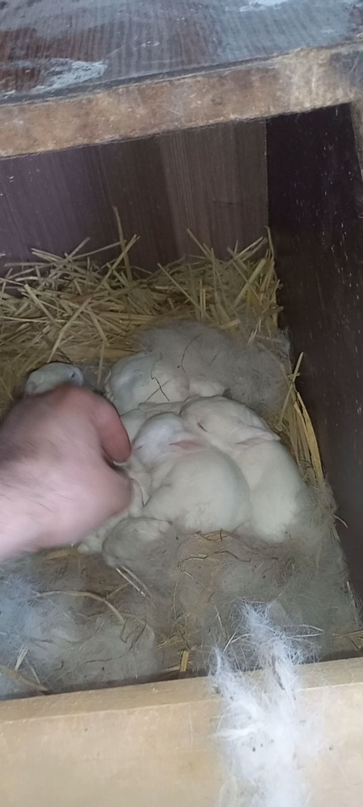 Newzeland White bunnies