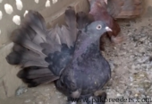American pair for sale