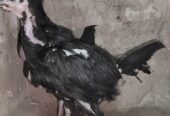Aseel Chicks for sale in lahore