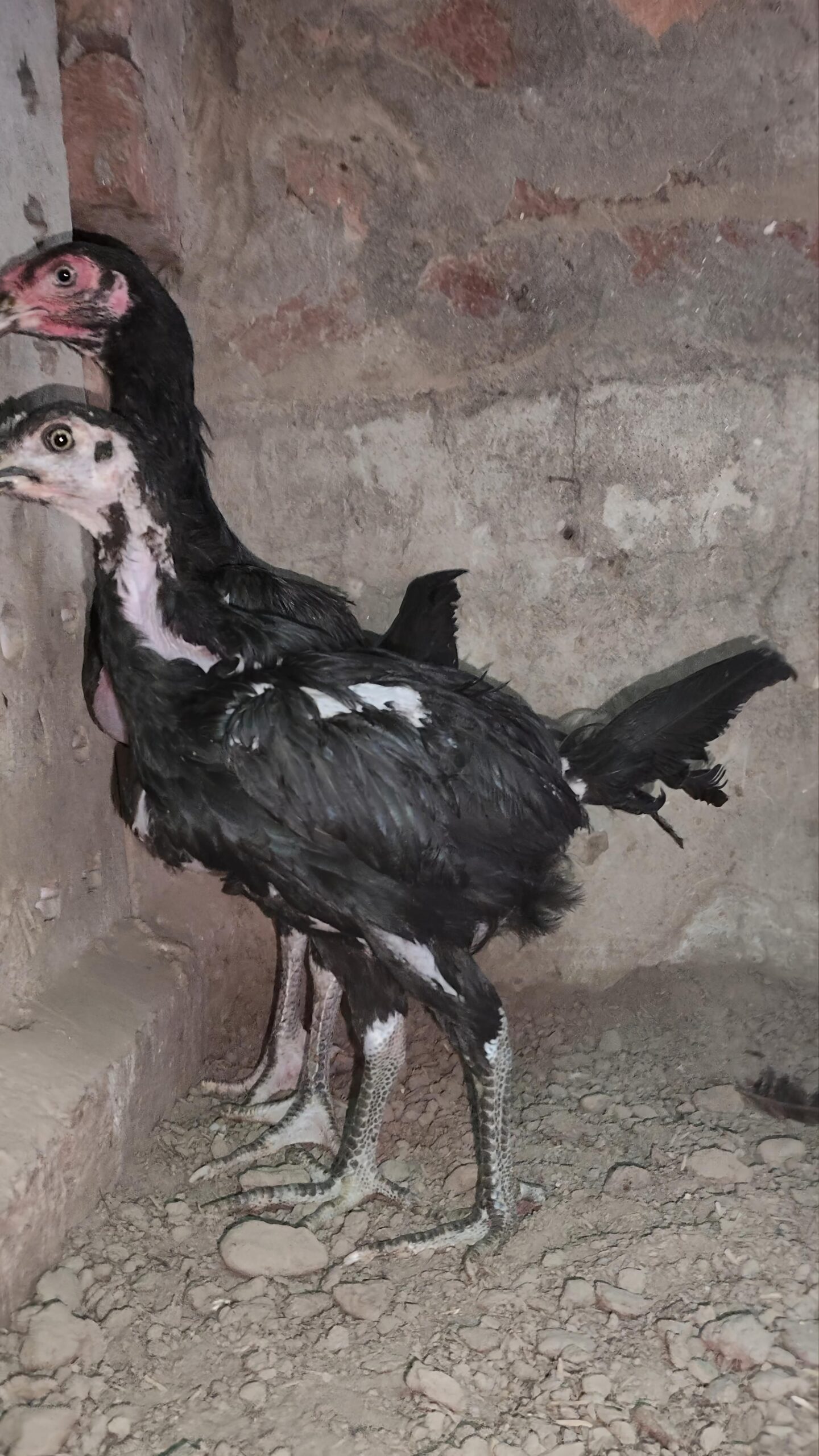 Aseel Chicks for sale in lahore