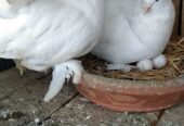 Indian laka male breeder