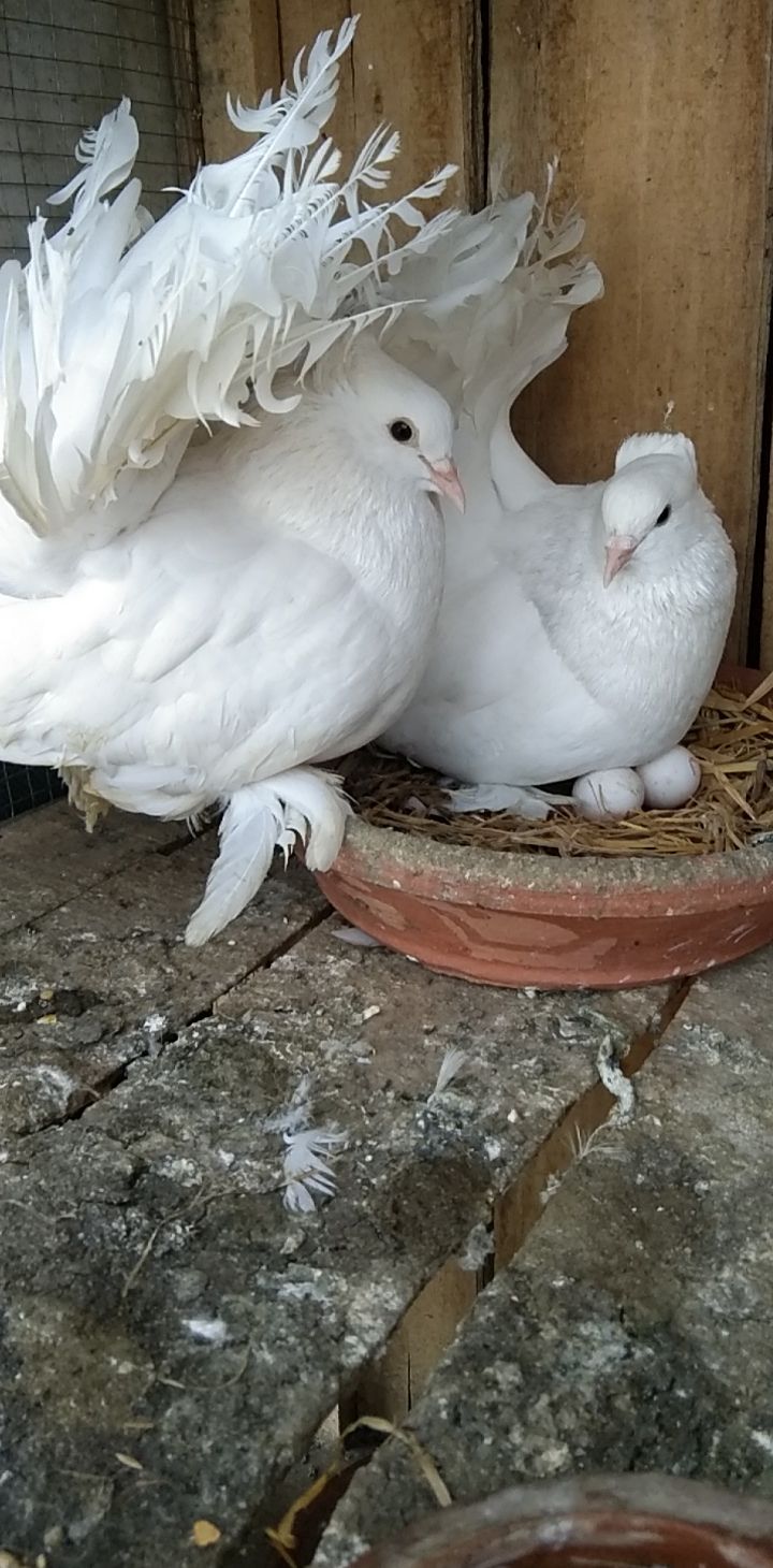 Indian laka male breeder