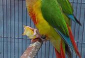 Pineapple Conure Pair for sale in Hyderabad High Quality