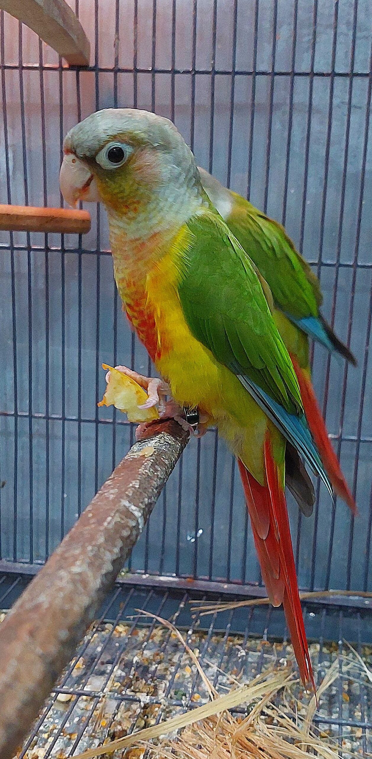 Pineapple Conure Pair for sale in Hyderabad High Quality