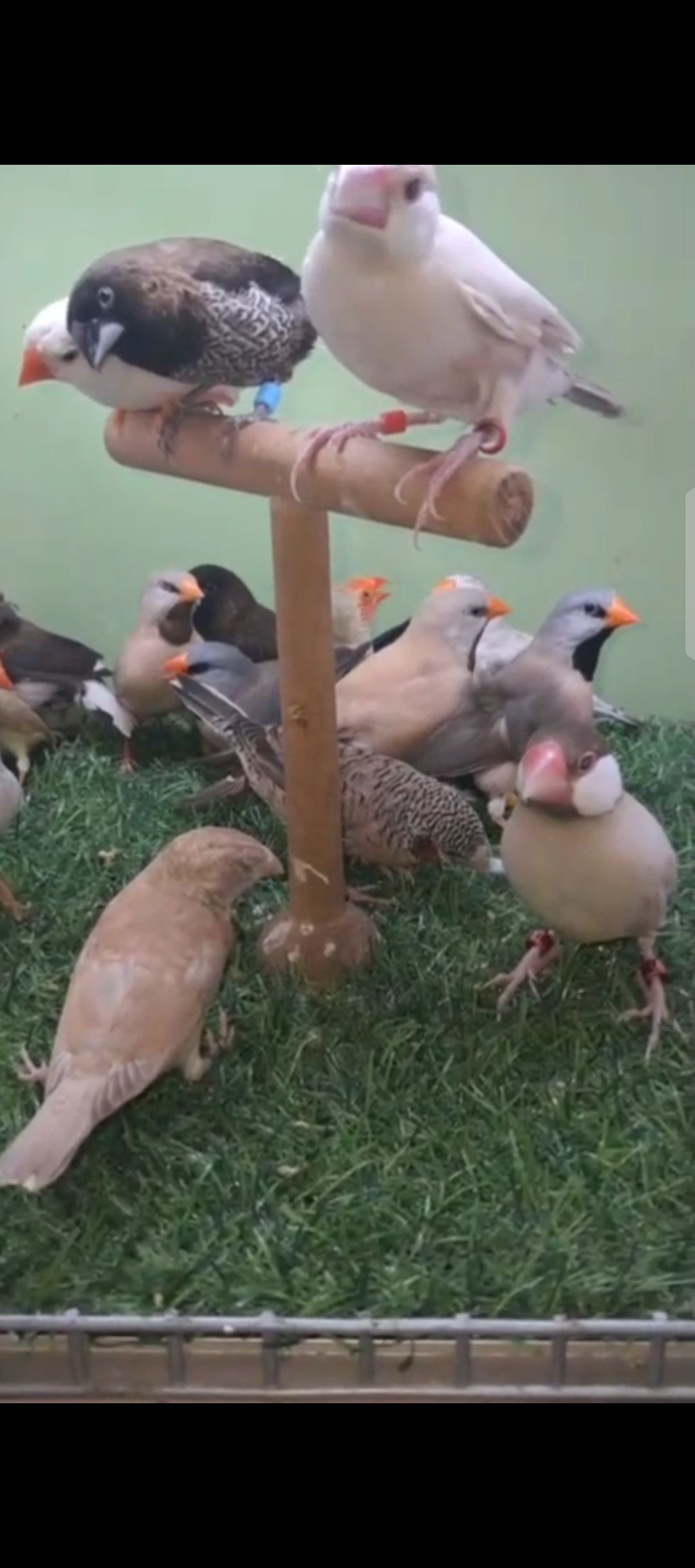 Finches for sale in swabi kpk